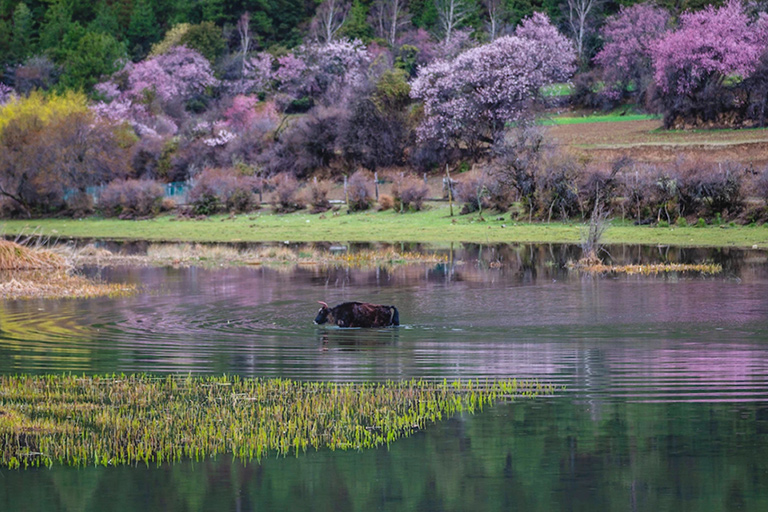 Galang Village in Bomi Peach Blossom Valley Galang Village in Bomi Peach Blossom Valley