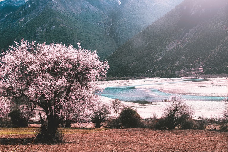 Nyingchi Peach Blossom Festival Nyingchi Peach Blossom Festival