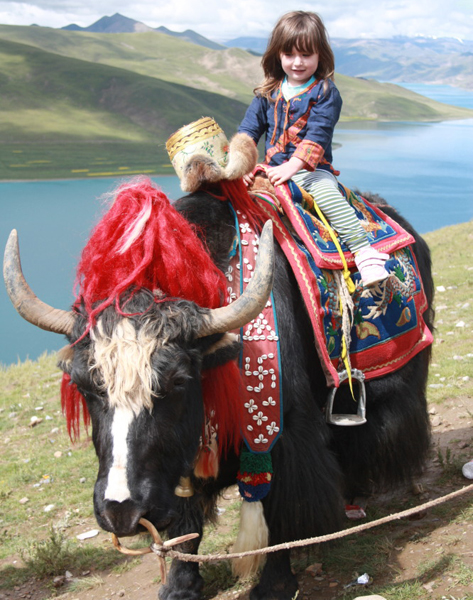 Tibetan Yak of Yamdrok Lake
