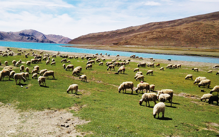 Sheep Flocks beside Yamdrok Lake
