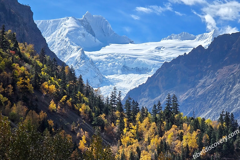 The Midi Glacier set against a vibrant forest The Midi Glacier set against a vibrant forest