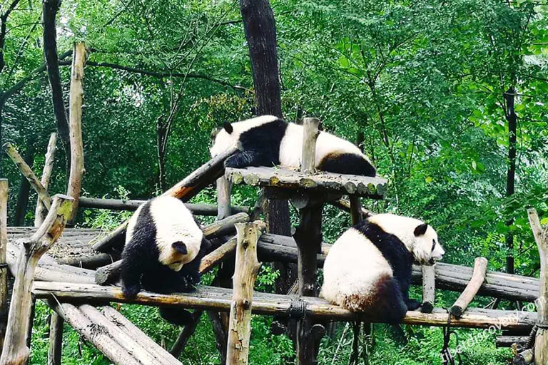 Adorable Giant Pandas Adorable Giant Pandas