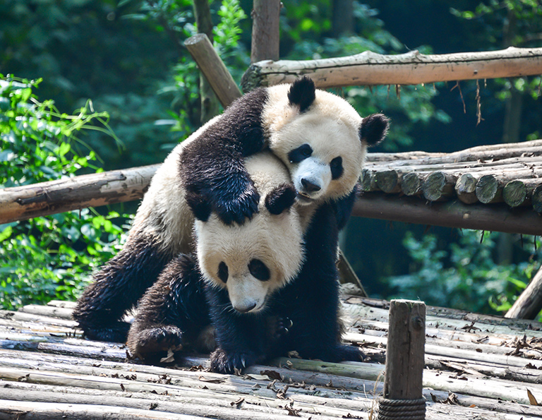 Chengdu Research Base of Giant Panda Breeding