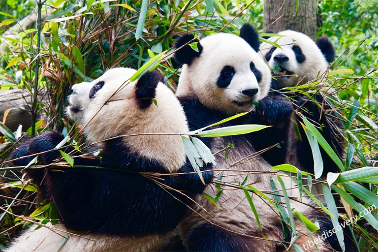 Adorable giant pandas are eating baomboos Adorable giant pandas are eating baomboos