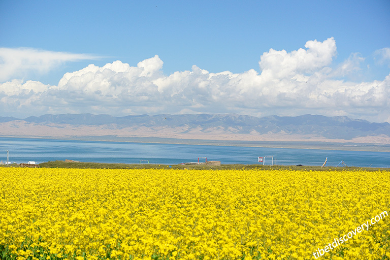 Seas of Golden Tapeseed Flowers on Qinghai Lake in August Seas of Golden Tapeseed Flowers on Qinghai Lake in August
