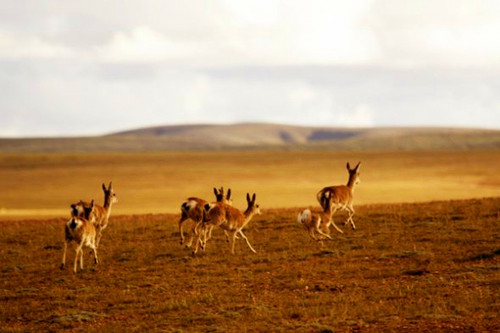 Antelope is eating on Kekexili Nature Reserve