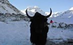 Everest and Tibetan Yak