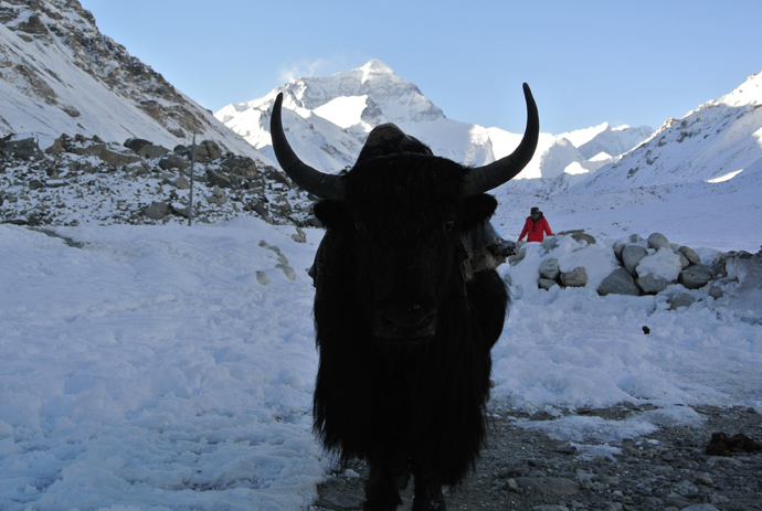 Tibet Photo - Everest and Tibetan Yak