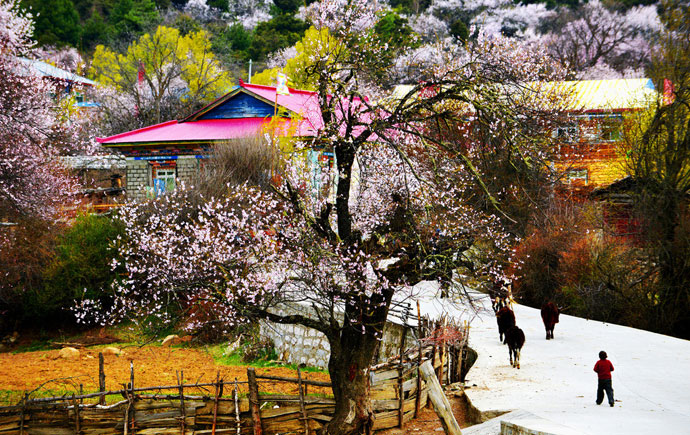 Tibet Photo -Nyingchi Village