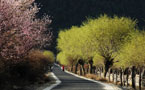 Tibet Photo - Nyingchi Landscape