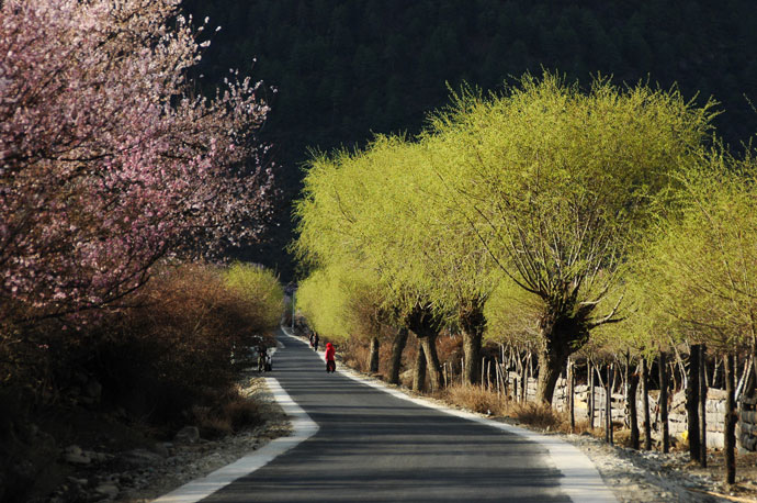 Tibet Photo - Nyingchi Landscape